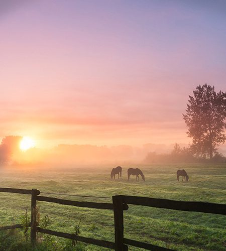 Three horses grazing the grass on a foggy morning.