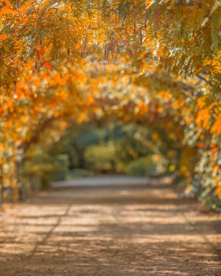 438_Autumn Arch