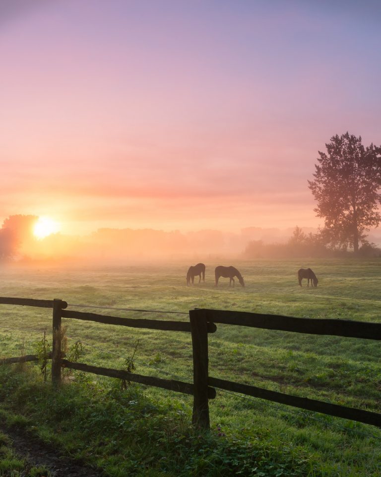 Three horses grazing the grass on a foggy morning.