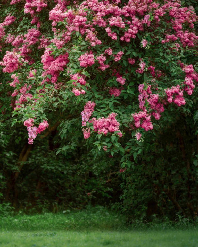 Beautiful purple lilac bush in the garden. Dark moody hipster floral background. SSUCv3H4sIAAAAAAAACnSRy27DIBBF95X6DxbrWHX8CHb/oY991MUYRg4yhopHqyrKvxeMHbFod8y5wx3ucH18KAoyghWMPBfXWIVaSOmtM+CEVgFXh40bVBxNTpALp40AmcMRHLsoWDBA5aWM+LaKxDpw3qKNwzbEwOEUPBK8W6QXnVNd7MIqhhtBIq/ByiA5ZIr1Y1TewcyW7DzN+cdkbX16845rbf7yehGWoZSgUPvMMx0+9sgwoWI/a6osrUGJkNKeUyuZvx2aJc8PngudRf/SDGRsaDKnTyOYUFN2TbvL+hX3NYYf00sGlHbrZJJSER72HMtjU9cnWtGmHijtqvbUbw3pby4i+JgUZeeazYLnbxY8OnVIR0pbKJHWVdm23VD2A/QlZaxtj9XAaTWEjd1+AQAA//8DAJDdEftlAgAA