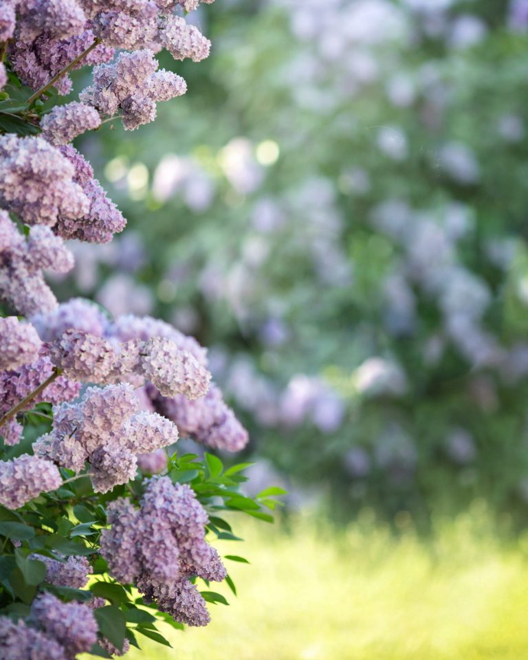 566_LilacGarden
