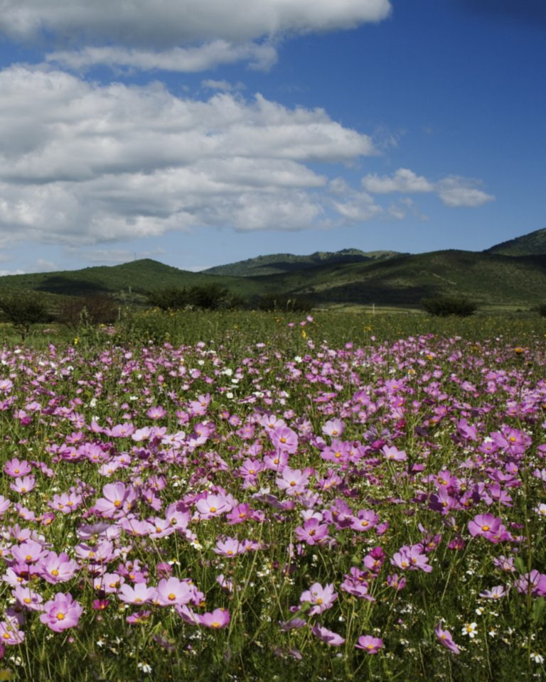 A field of pink wild flowers not too far from the town of San Miguel de Allende