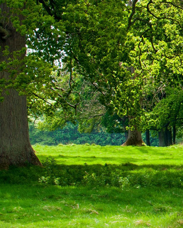 Beautiful summer day in Phenix park on a sunny day, Dublin, Ireland
