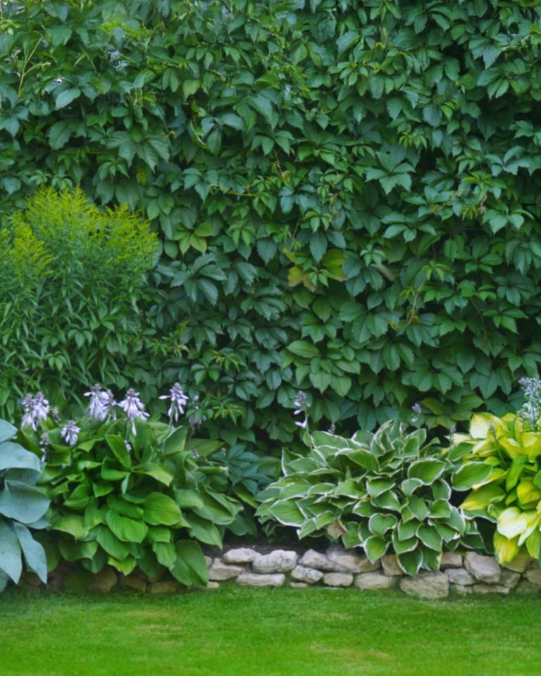 Beautiful garden, lawn with green grass