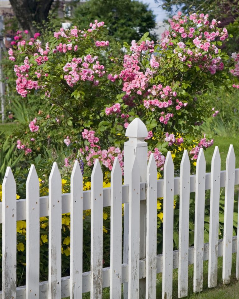 Rustic white picket fence with roses and other flowers in the background.